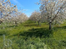 |Einhausen|Drumrum|Panorama|Baumbluete14|