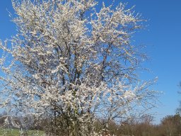 |Einhausen|Drumrum|Baumblüte6|