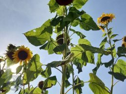 |Einhausen|Drumrum|Landwirtschaft|Feldfrucht-Sonnenblumen21|