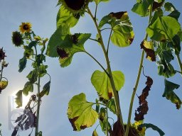 |Einhausen|Drumrum|Landwirtschaft|Feldfrucht-Sonnenblumen23|