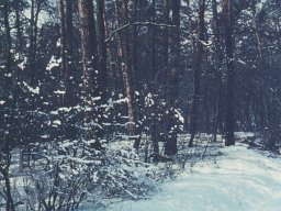 |Einhausen|Drumrum|Wald|Panorama-Winter|