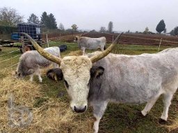 |Einhausen|Drumrum|Landwirtschaft|Neue-Zuchtrinder|