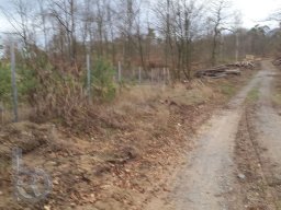 | Einhausen | Jägersburger-Wald | Waldweg |