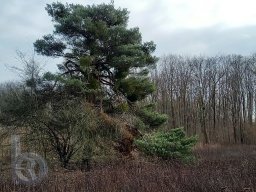 |Einhausen|Jägersburger-Wald|Baum|