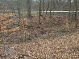 | Einhausen | Jägersburger-Wald | Panorama | Waldweg