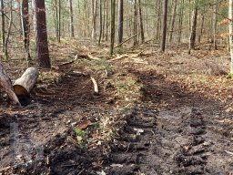 |Einhausen|Jägersburger-Wald|Waldschaden|bodenschonendeForstmaschinen|