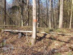 | Einhausen | Jägersburger-Wald | Waldschaden | Entwurzelt-Umgestürzt |