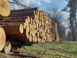 |Einhausen|Jägersburger-Wald|Holzstapel|