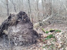 | Einhausen | Jägersburger-Wald | Waldschaden | Entwurzelt-Umgestürzt |