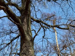 |Einhausen|Jägersburger-Wald|Baumkrone|