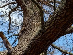 |Einhausen|Jägersburger-Wald|Baumkrone|