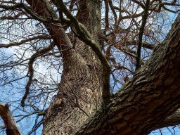 | Einhausen | Jägersburger-Wald | Baumkrone |