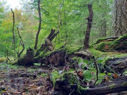 | Einhausen | Jägersburger-Wald | Panorama |