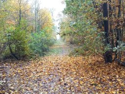 |Einhausen|Jägersburger-Wald|Waldweg|