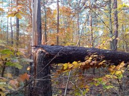 |Einhausen|Jägersburger-Wald|Waldschaden|Bruch-Baumstamm|