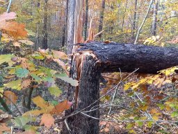 | Einhausen | Jägersburger-Wald | Waldschaden | Bruch-Baumstamm |