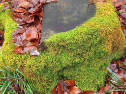 |Einhausen|Jägersburger-Wald|Baum|Moos|