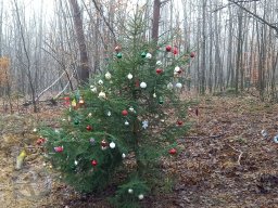 |Einhausen|Jägersburger-Wald|Weihnachtsbaum|