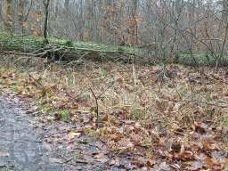 |Einhausen|Jägersburger-Wald|Waldschaden|Entwurzelt-Umgestürzt|