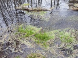 |Einhausen|Jägersburger-Wald|Waldschaden|Infiltration|