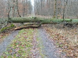 |Einhausen|Jägersburger-Wald|Waldschaden|Entwurzelt-Umgestürzt|