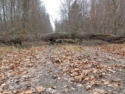 |Einhausen|Jägersburger-Wald|Waldschaden|Entwurzelt-Umgestürzt|