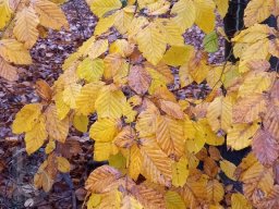 |Einhausen|Jägersburger-Wald|Baumblüte|Herbst|