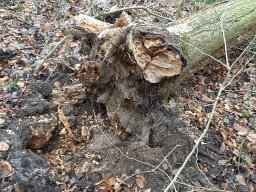 |Einhausen|Jägersburger-Wald|Waldschaden|Entwurzelt-Umgestürzt|