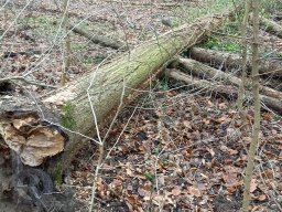 |Einhausen|Jägersburger-Wald|Waldschaden|Entwurzelt-Umgestürzt|