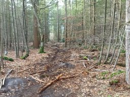 | Einhausen | Jägersburger-Wald | Waldschaden | bodenschonende Forstmaschinen |