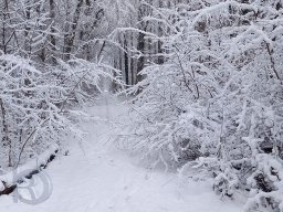 | Einhausen | Jägersburger-Wald | Waldweg | Winter