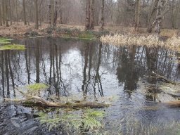 |Einhausen|Jägersburger-Wald|Waldschaden|Infiltration|