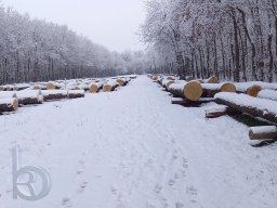 |Einhausen|Jägersburger-Wald|Eichen-Submission|Winter|