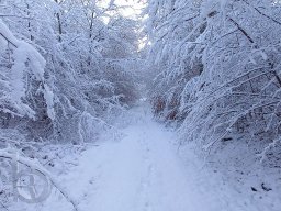 |Einhausen|Jägersburger-Wald|Waldweg|Winter|