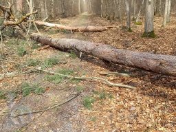 |Einhausen|Jägersburger-Wald|Waldschaden|Entwurzelt-Umgestürzt|