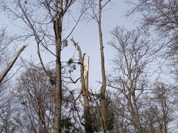 |Einhausen|Jägersburger-Wald|Waldschaden|Baumruine|