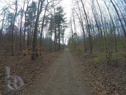 | Einhausen | Jägersburger-Wald | Panorama | Waldweg