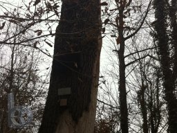 |Einhausen|Jägersburger-Wald|Waldschaden|Götz-Eiche|