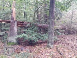 |Einhausen|Jägersburger-Wald|Waldschaden|Entwurzelt-Umgestürzt|