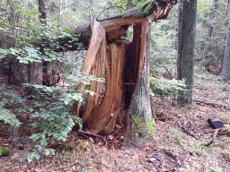 |Einhausen|Jägersburger-Wald|Waldschaden|Bruch-Baumstamm|