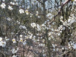 |Einhausen|Jägersburger-Wald|Baumblüte|