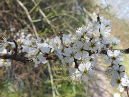 |Einhausen|Jägersburger-Wald|Baumblüte|