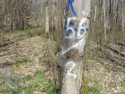 |Einhausen|Jägersburger-Wald|Waldschaden|Markierung|