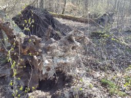 |Einhausen|Jägersburger-Wald|Waldschaden|Entwurzelt-Umgestürzt|