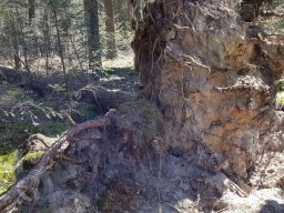 |Einhausen|Jägersburger-Wald|Panorama|