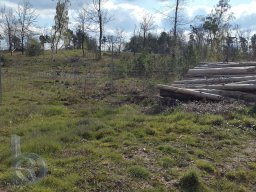 |Einhausen|Jägersburger-Wald|Panorama|Holzstapel|