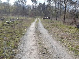 | Einhausen | Jägersburger-Wald | Panorama | Waldweg