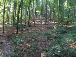 |Hammelbach|Odenwald|Panorama|Waldweg|