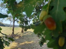 |Hammelbach|Odenwald|Panorama|Waldweg|