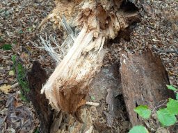 |Einhausen|Jägersburger-Wald|Waldschaden|Entwurzelt-Umgestürzt|